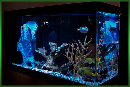 Морской аквариум с рыбками