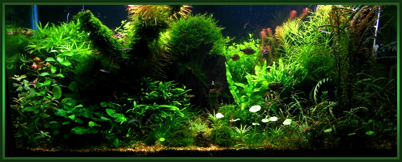 Голландский аквариум