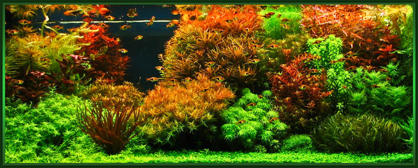 Голландский аквариум