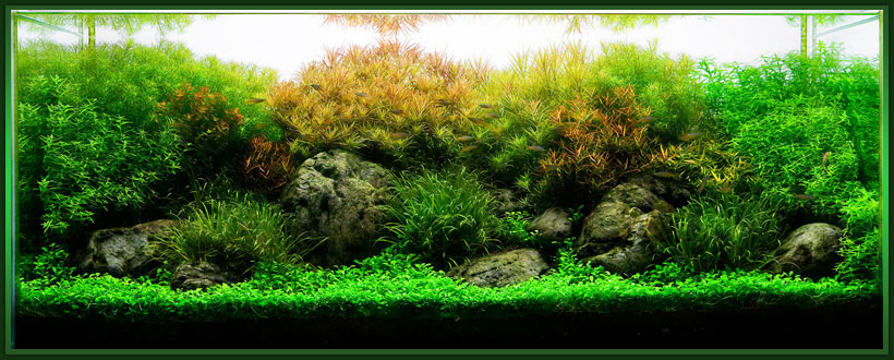 Голландский аквариум